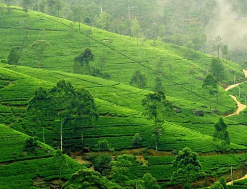 Nuwara-Eliya / Hill Country