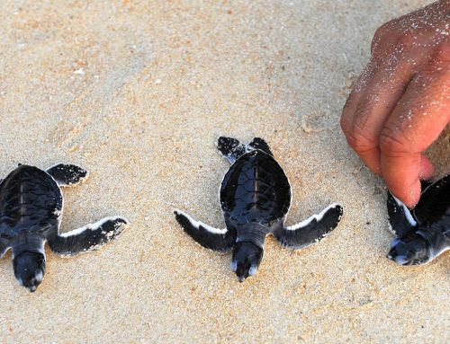 Turtle Watching in Sri Lanka