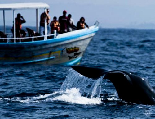 Whale & Dolphin Watching in Sri Lanka