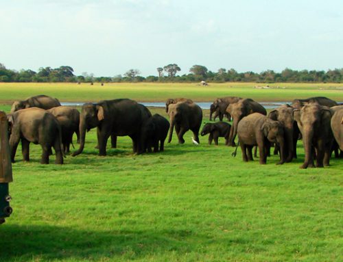 Minneriya National Wildlife Park