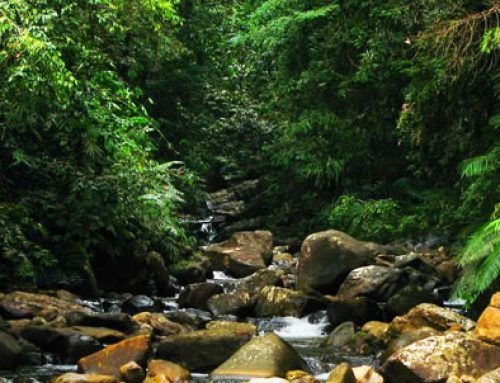 Sinharaja Rain Forest in Sri Lanka